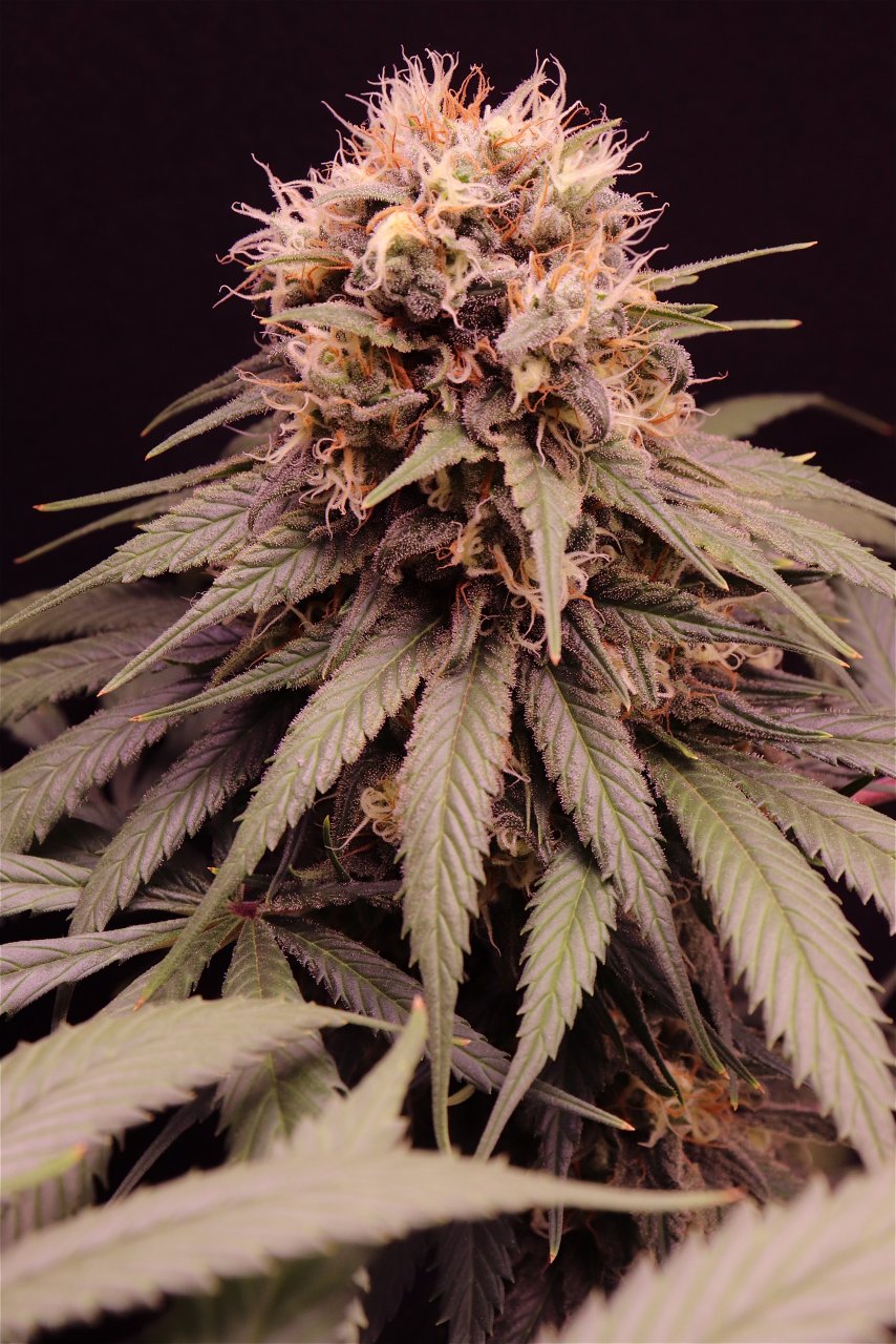 Afghan Hash Plant Fem. #1 by Canuk Seeds-Day 50 of Flowering-6/10/24