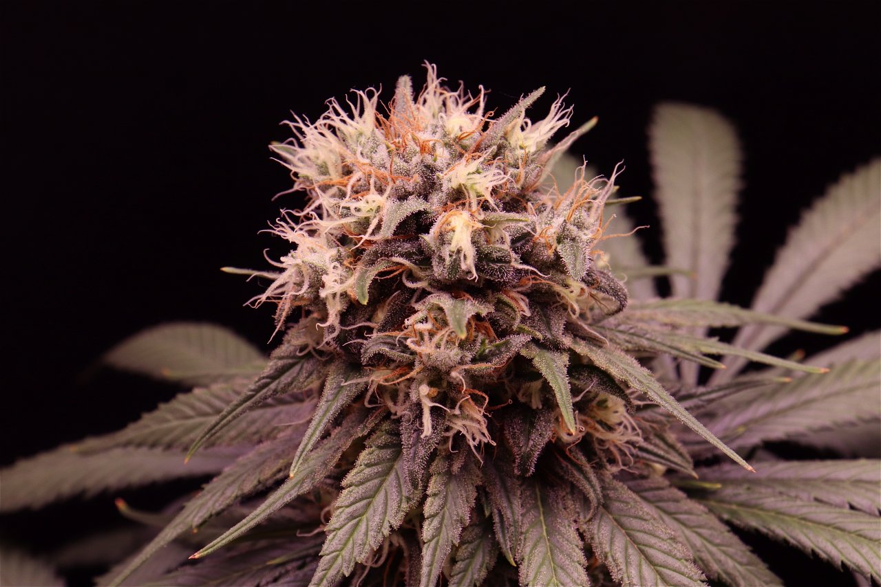 Afghan Hash Plant Fem. #1 by Canuk Seeds-Day 50 of Flowering-6/10/24