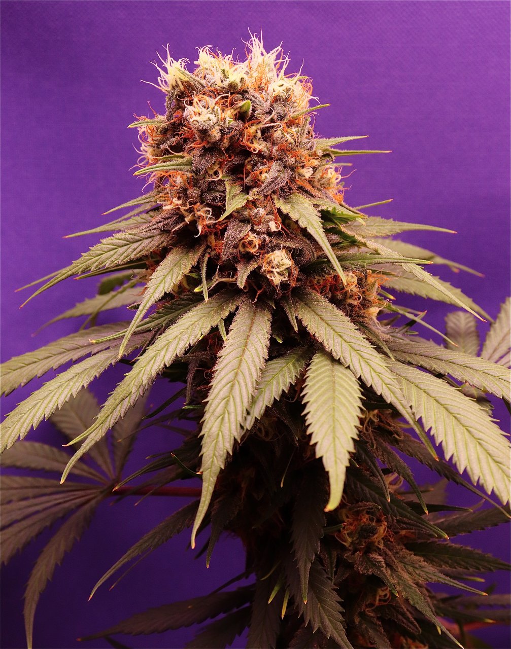 Afghan Hash Plant Fem. #1 by Canuk Seeds-Day 55 of Flowering-6/15/24