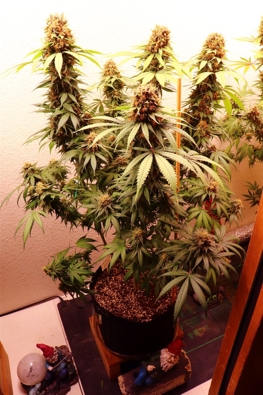 Afghan Hash Plant Fem. #1 by Canuk Seeds-Day 70 of Flowering-6/30/24