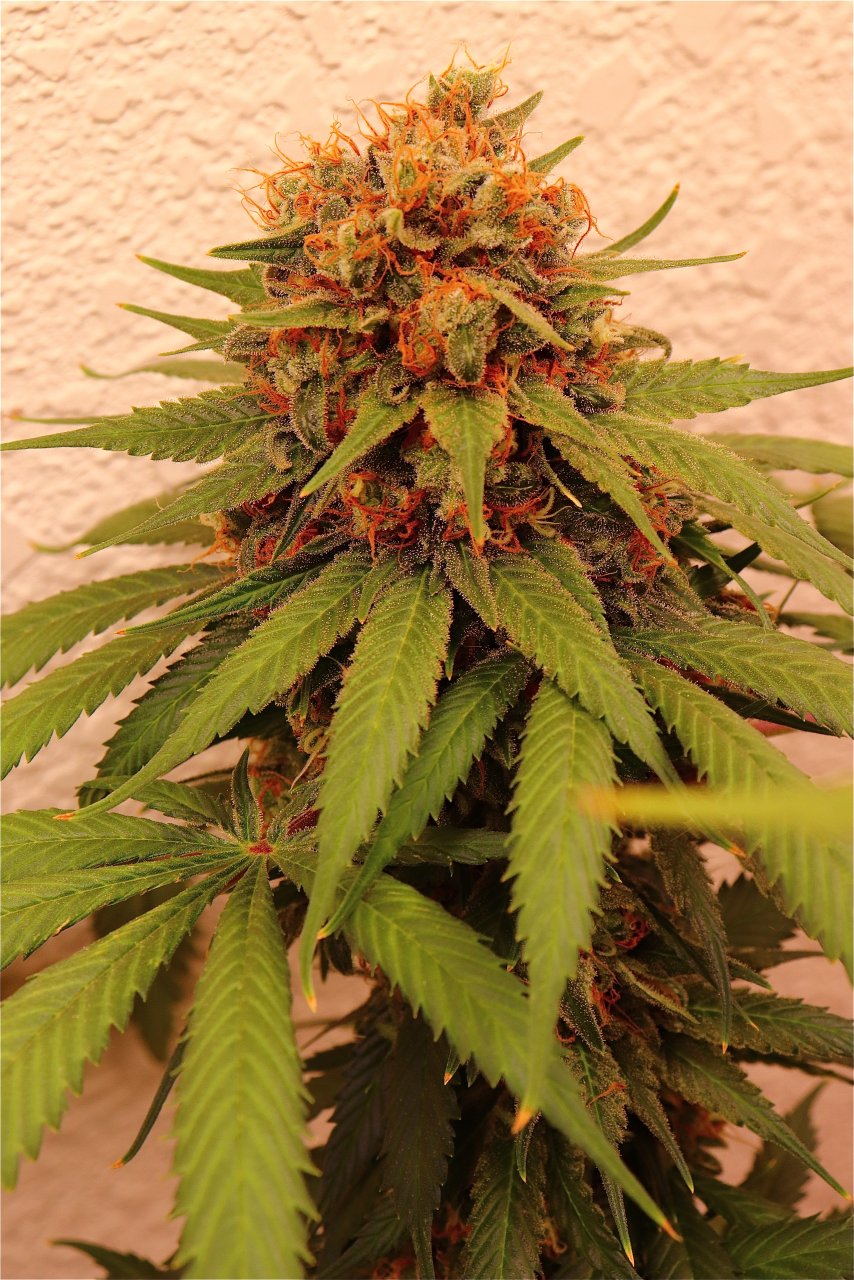 Afghan Hash Plant Fem. #1 by Canuk Seeds-Day 70 of Flowering-6/30/24