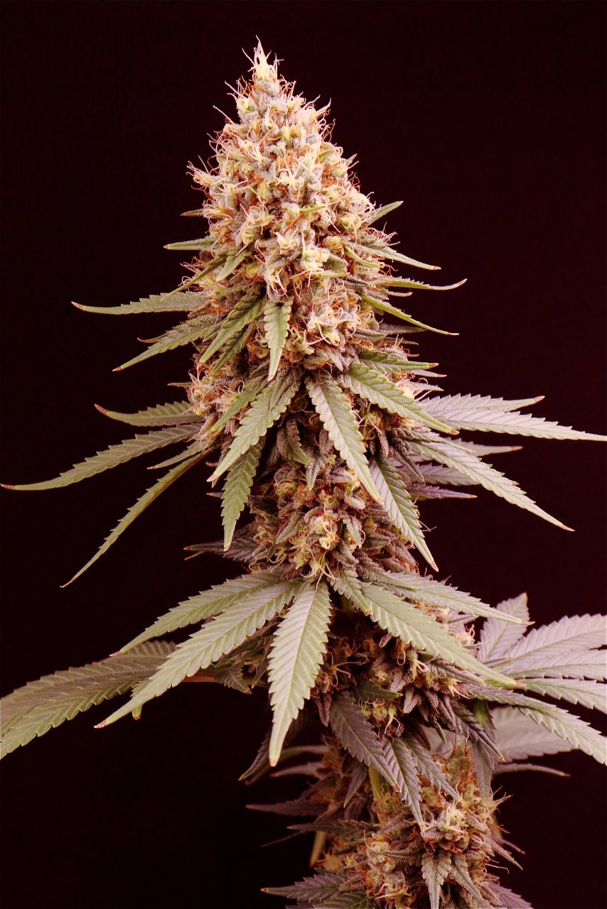 Afghan Hash Plant Fem. #2 by Canuk Seeds-Day 50 of Flowering-6/10/24