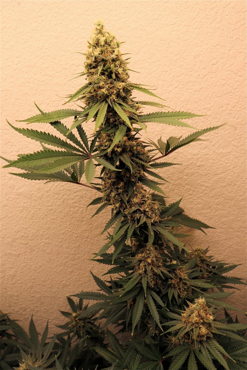 Afghan Hash Plant Fem. #2 by Canuk Seeds-Day 51 of Flowering-6/11/24