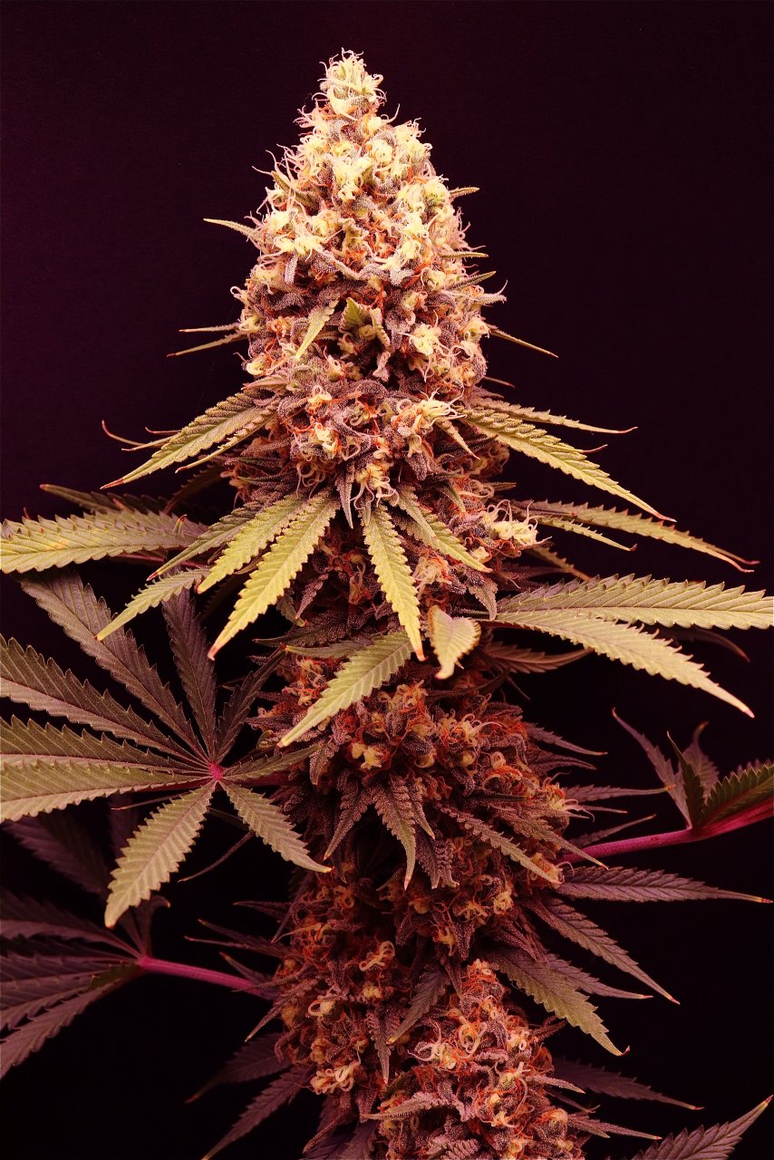 Afghan Hash Plant Fem. #2 by Canuk Seeds-Day 53 of Flowering-6/13/24