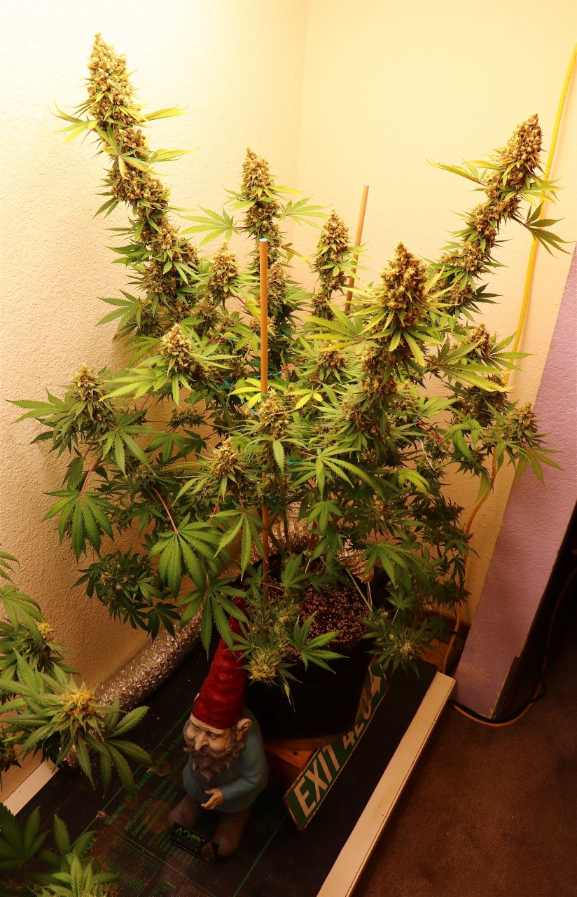 Afghan Hash Plant Fem. #2 by Canuk Seeds-Day 70 of Flowering-6/30/24
