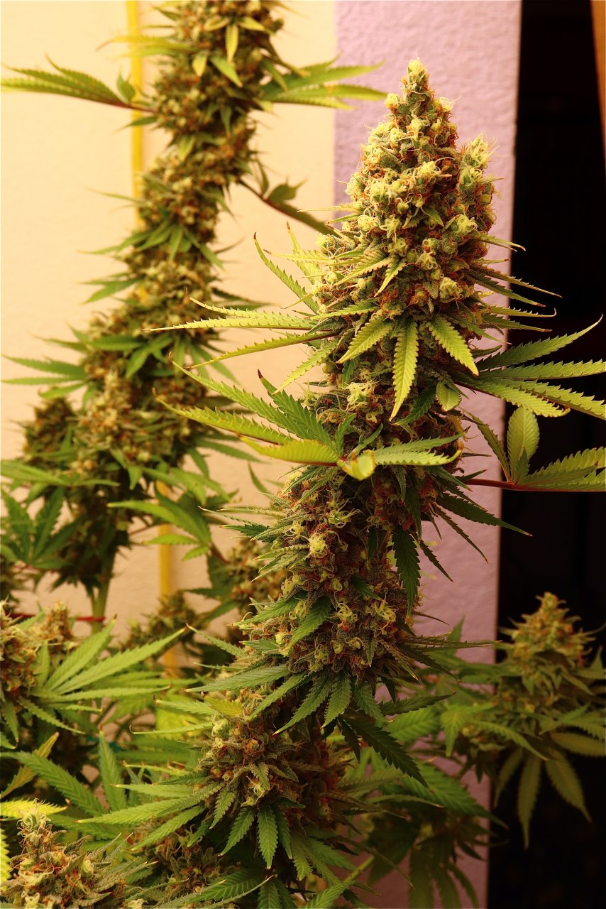 Afghan Hash Plant Fem. #2 by Canuk Seeds-Day 70 of Flowering-6/30/24