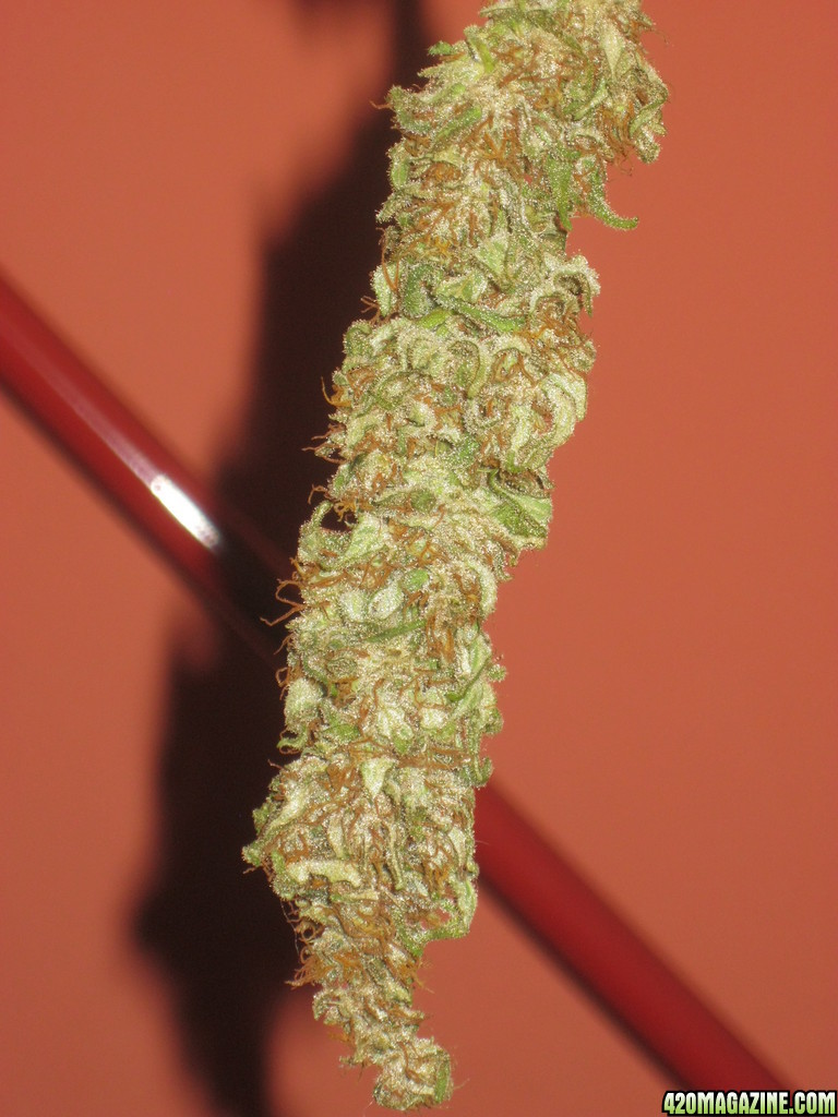 Afghan Kush / Manicured Bud