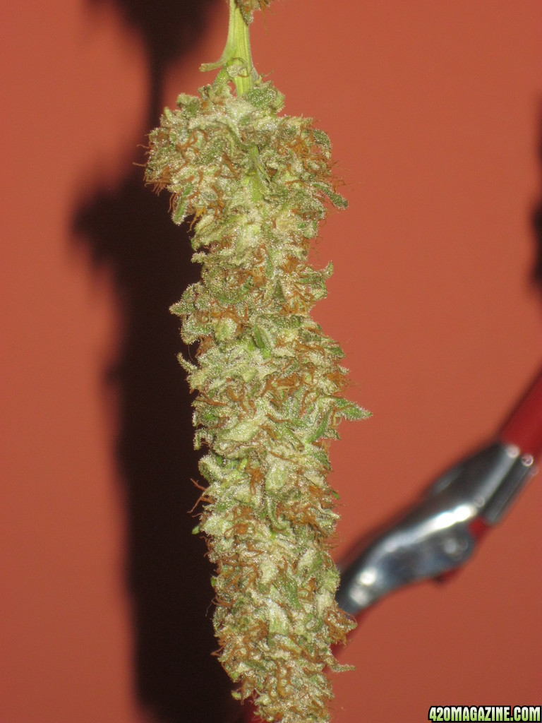 Afghan Kush / Manicured Bud