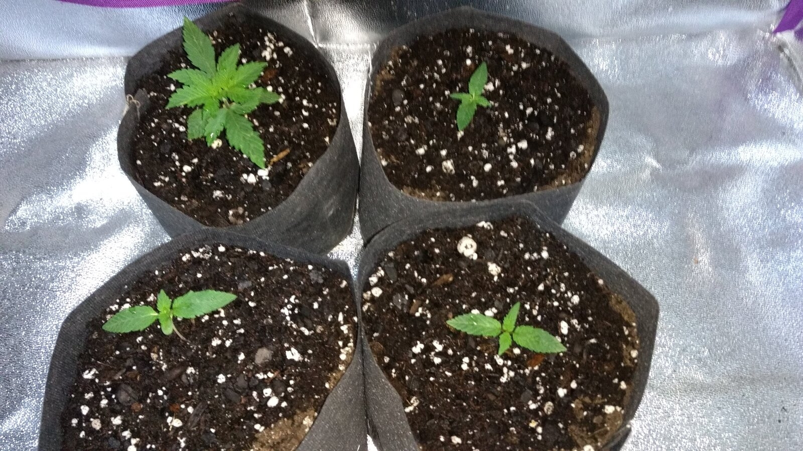 Afghan Kush Seedlings_1.jpg