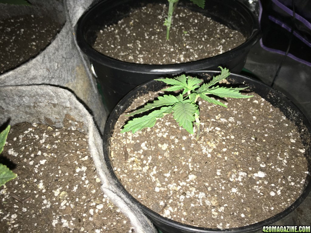 Afghan Kush  Skunk Diesel Fast to Fast  Waikiki Queen