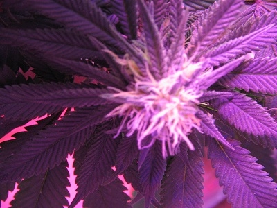 Afghani bud.JPG