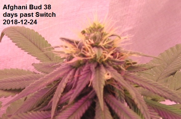 Afghani Bud.JPG