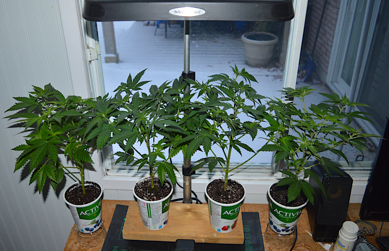 Afghani clones