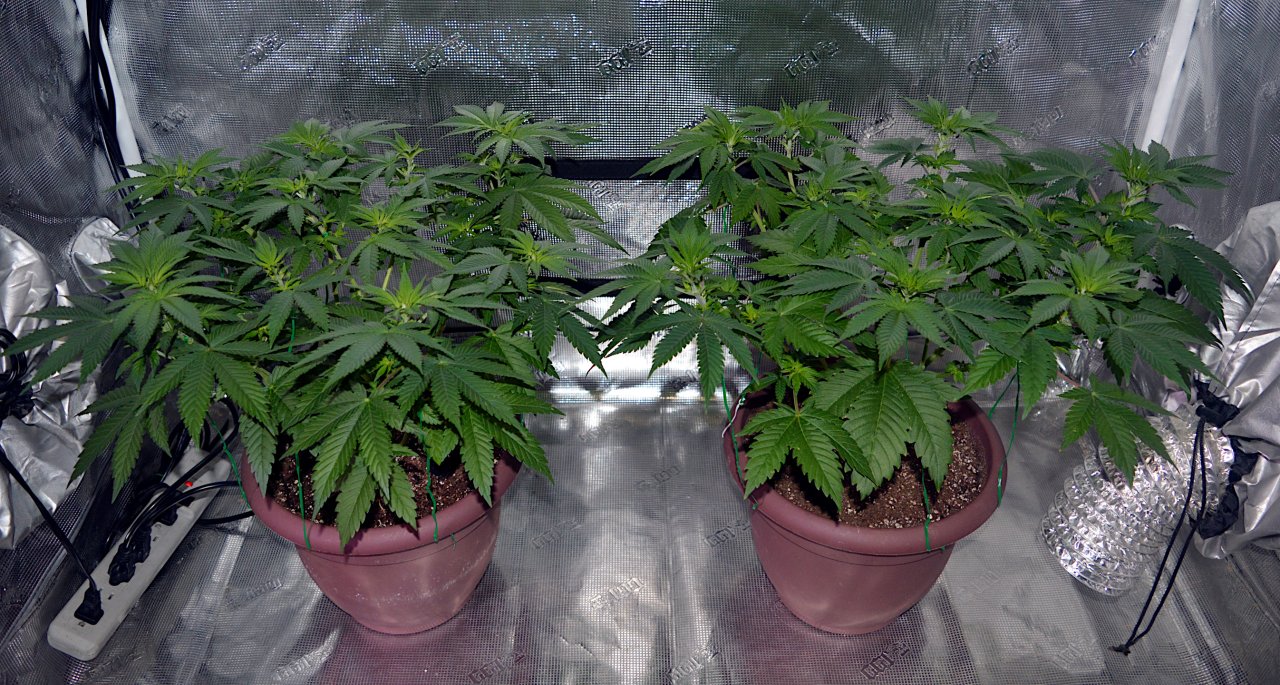 Afghani (L) Space (R) Day 0 Flower