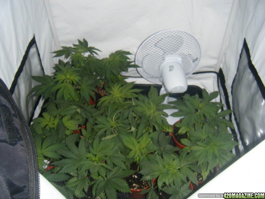 afghani plants