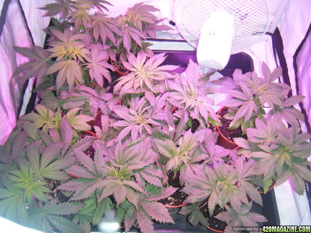 afghani plants