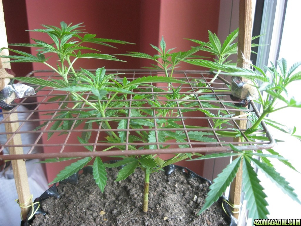 Afghani SCROGed / Pre-flowering