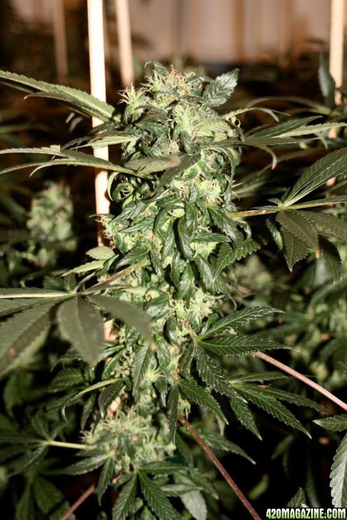 Afghani