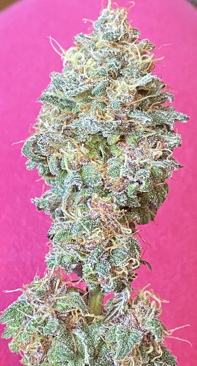 Afghani