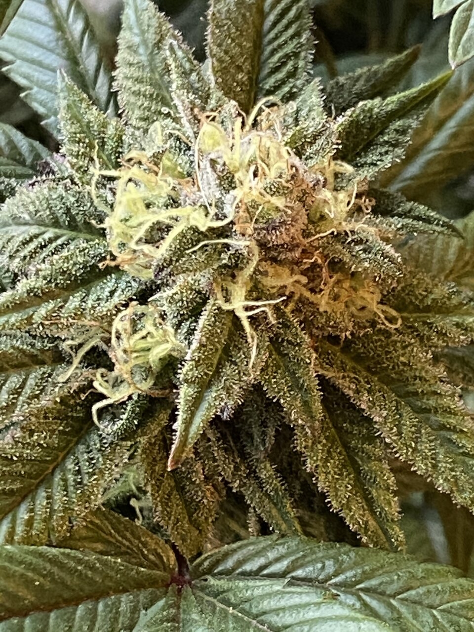 Afghani