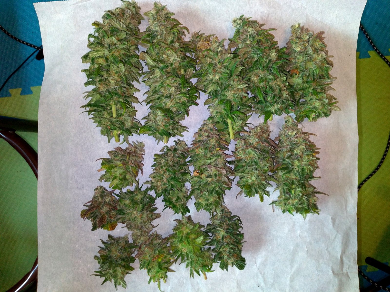 AfghaniKush Harvest 020.jpg