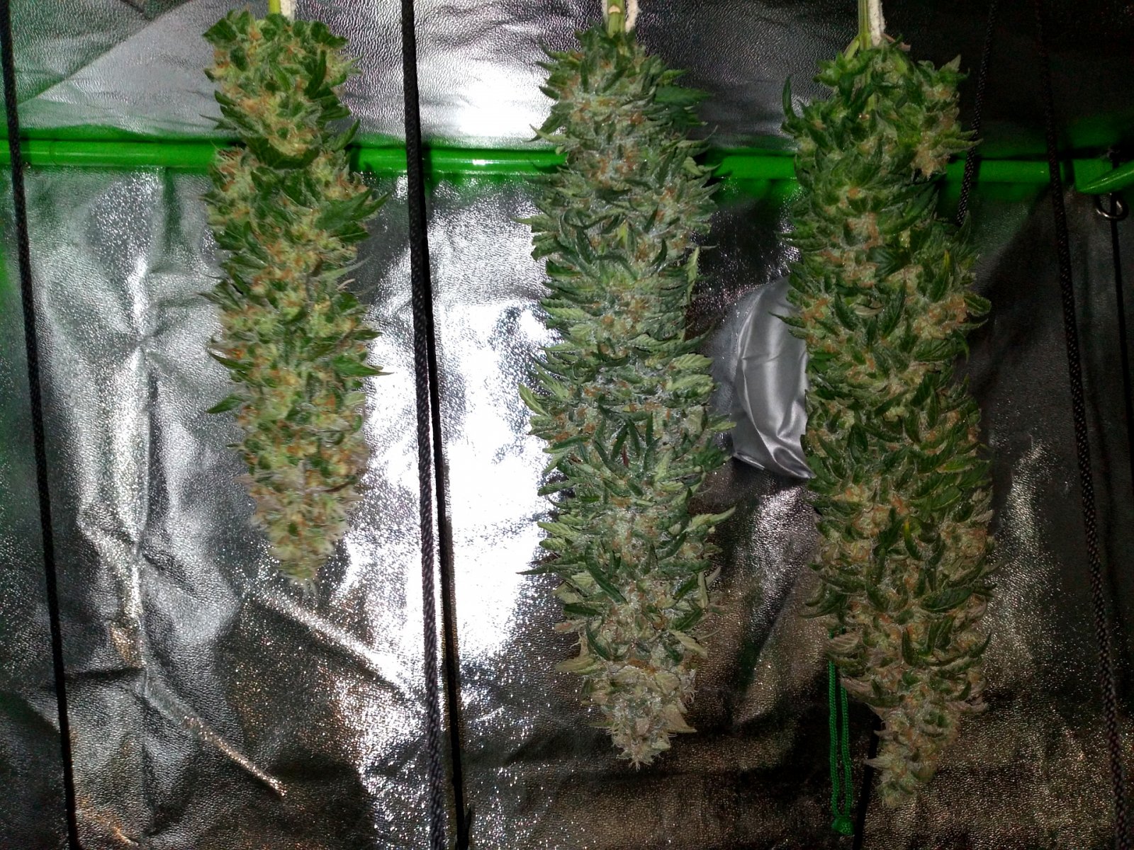 AfghaniKush Harvest 022.jpg