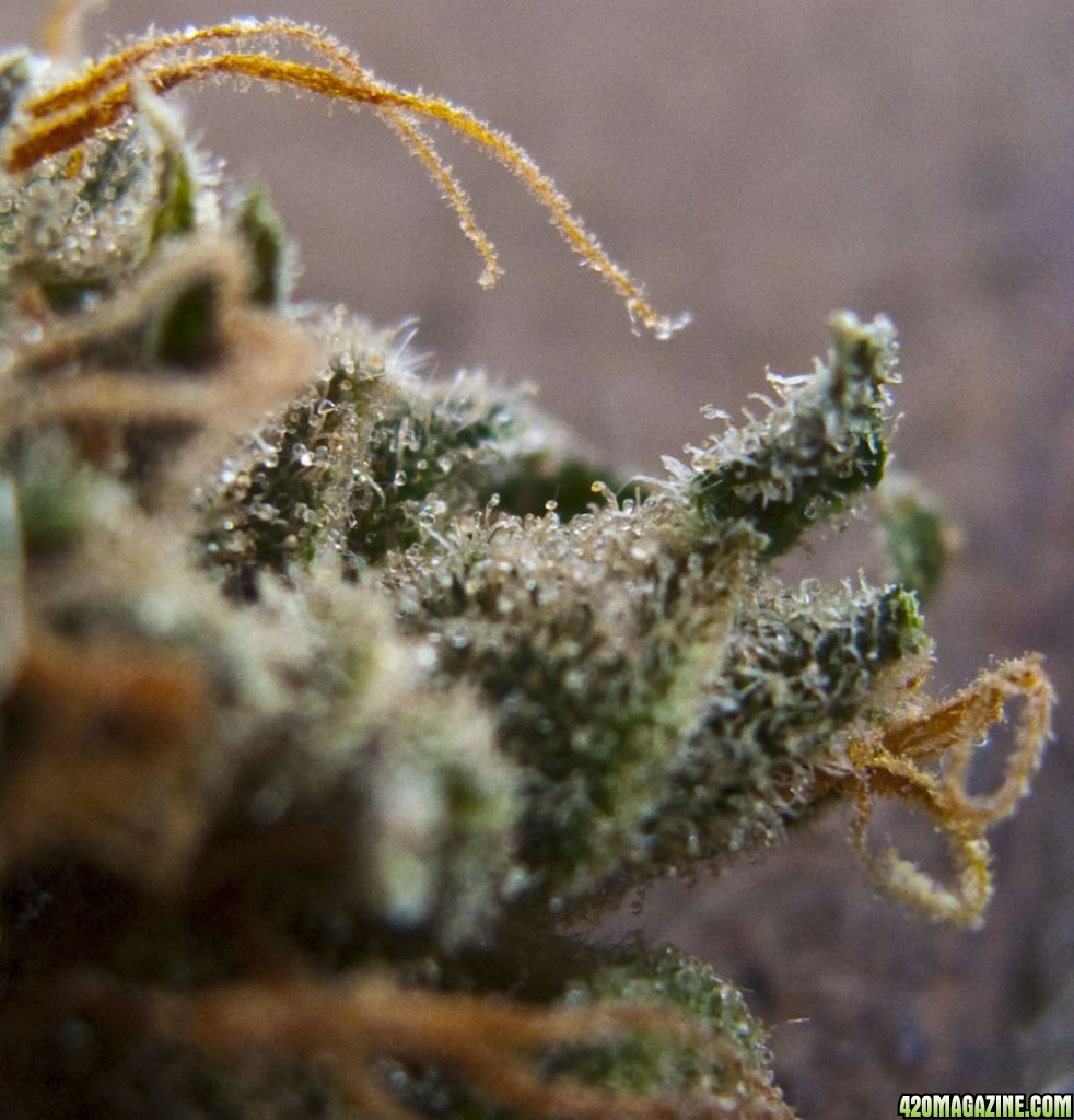 AfghanKush Macro