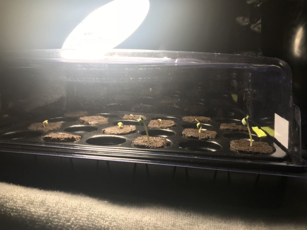 AfroBunny Grow Day 6