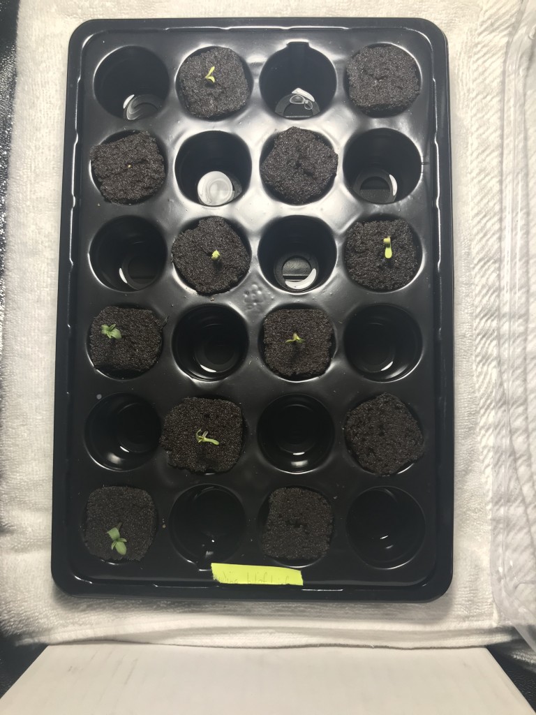 AfroBunny Grow Day 6