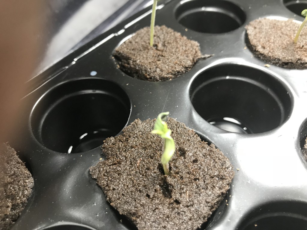 AfroBunny Grow Day 6