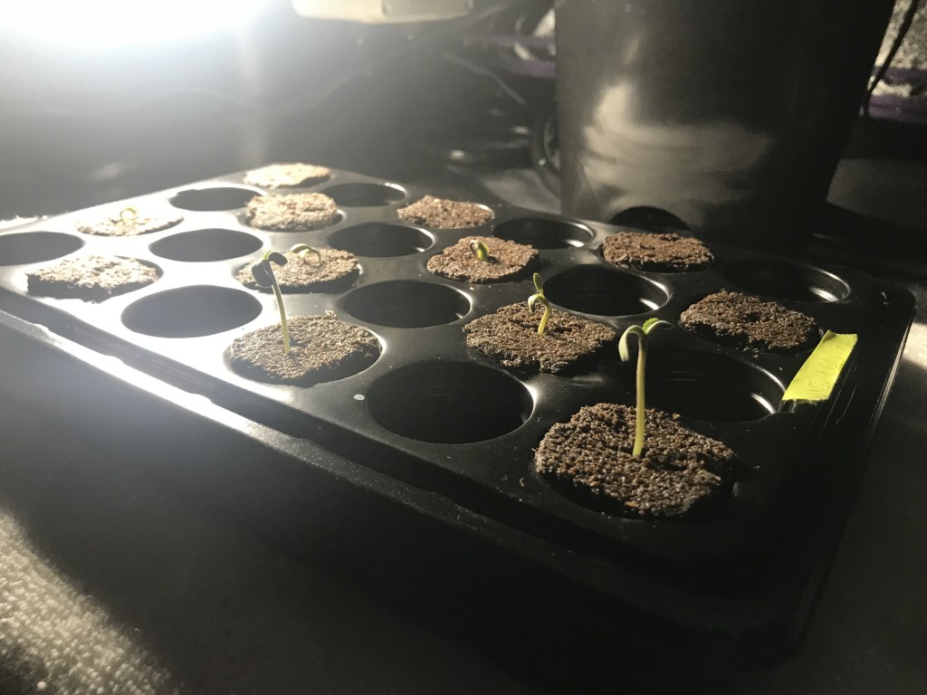 AfroBunny Grow Day 6