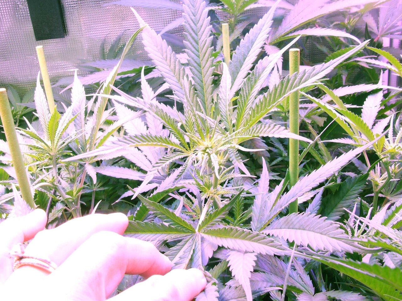 after 1 wk flower.jpg