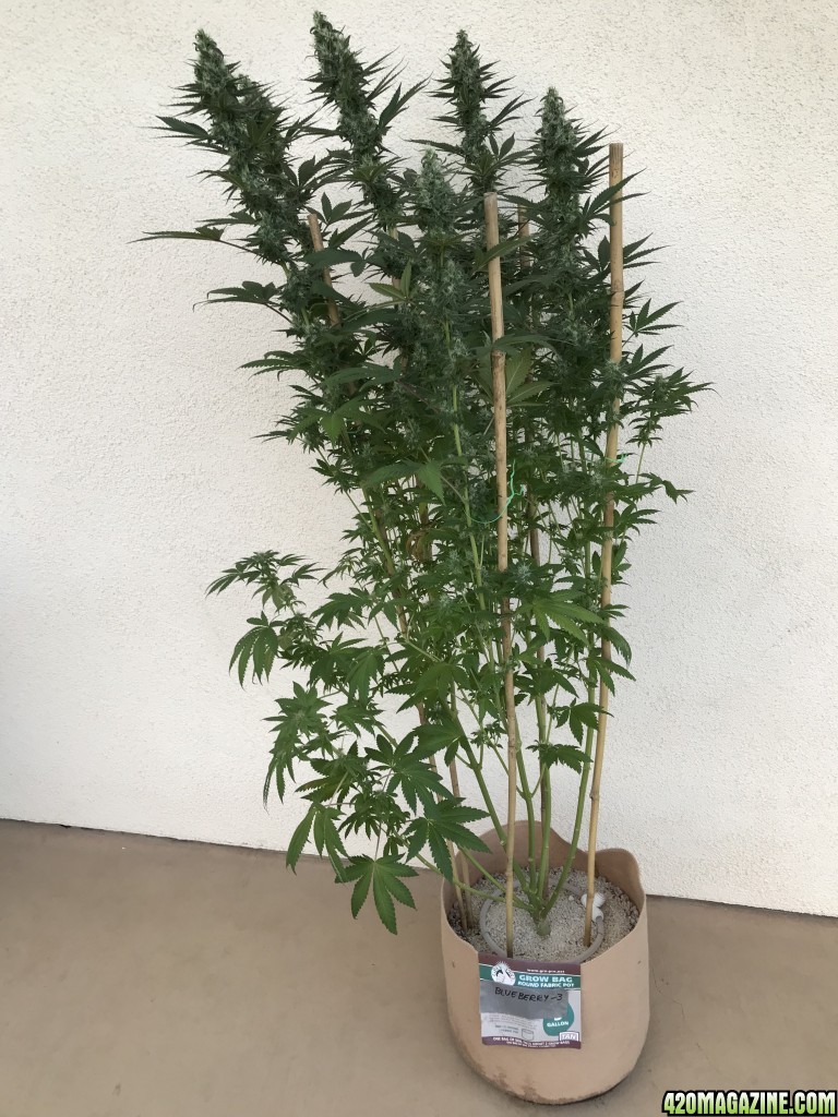 After 8 weeks of flower