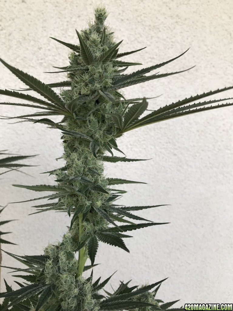 After 8 weeks of flower