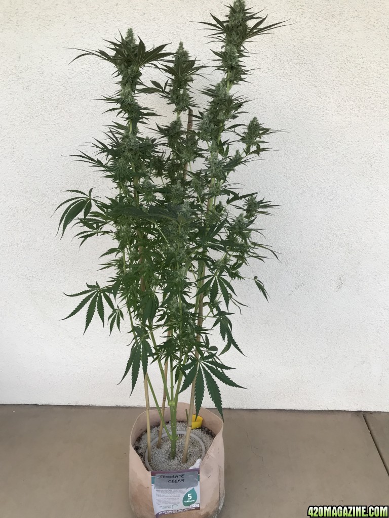 After 8 weeks of flower