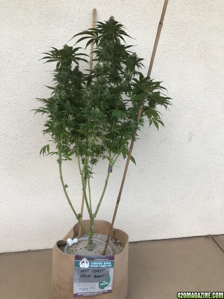 After 8 weeks of flower