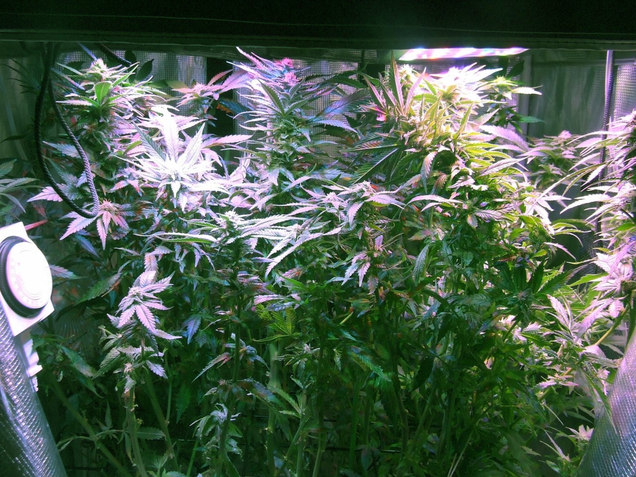 after defoliation.jpg