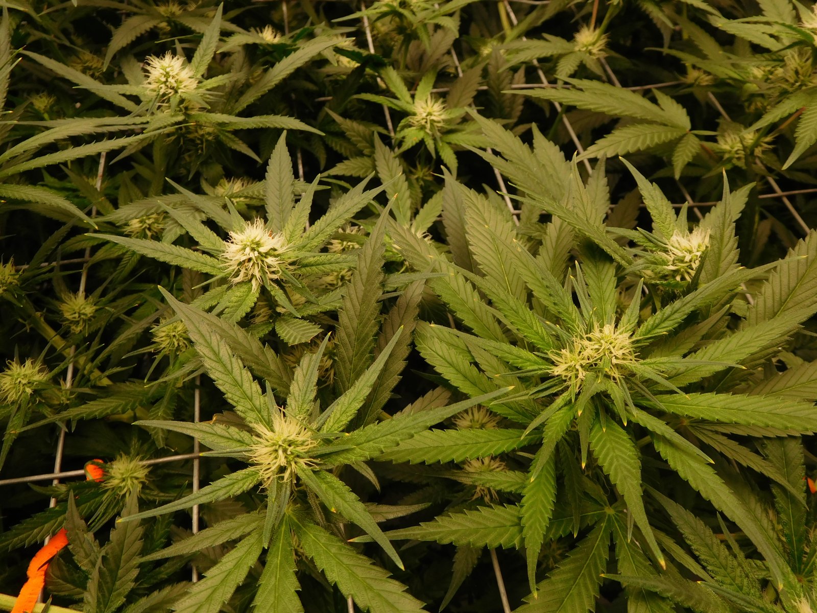 AG Day 21 Flower (2).JPG