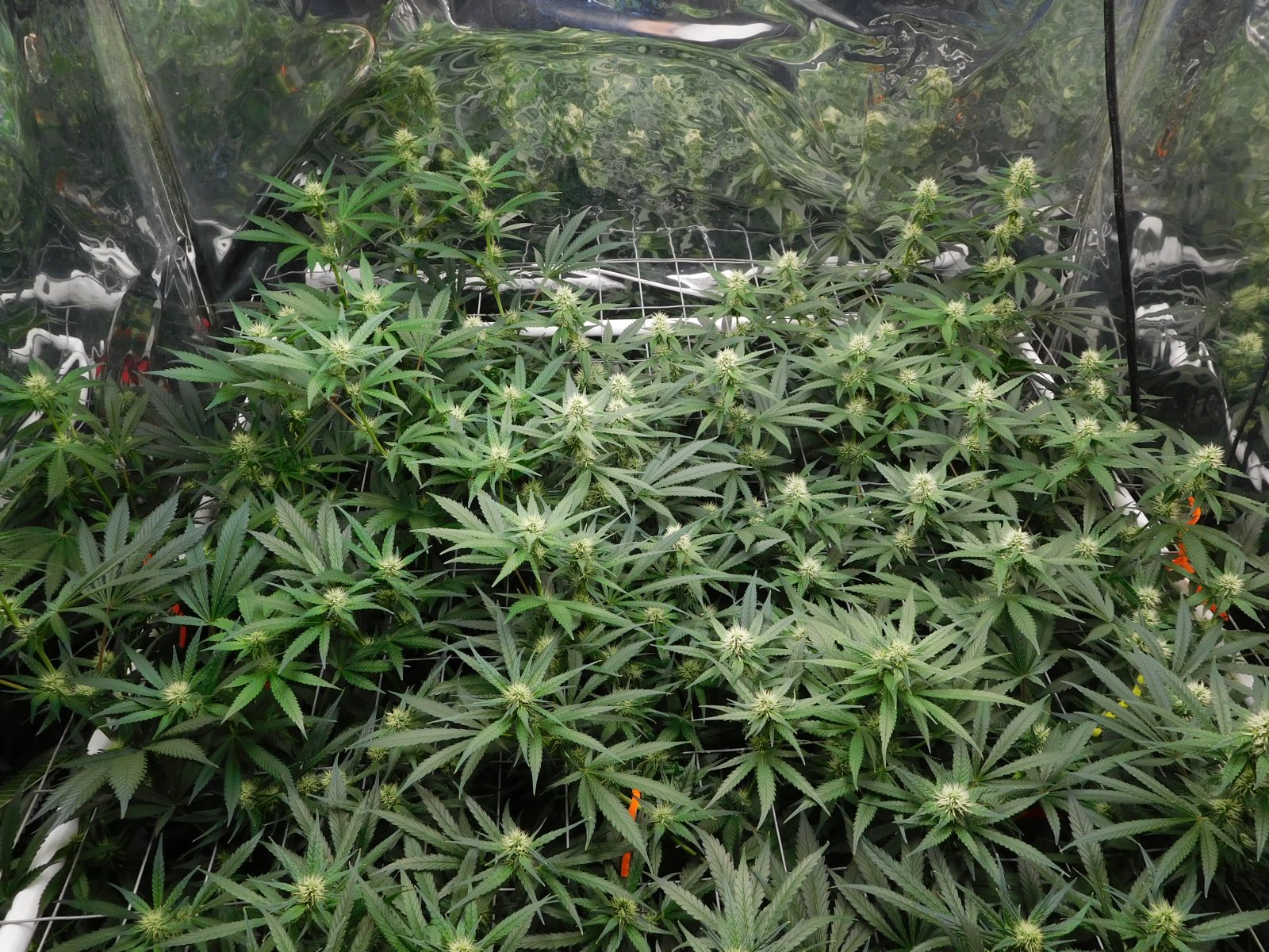 AG Day 24 Flower (3).JPG