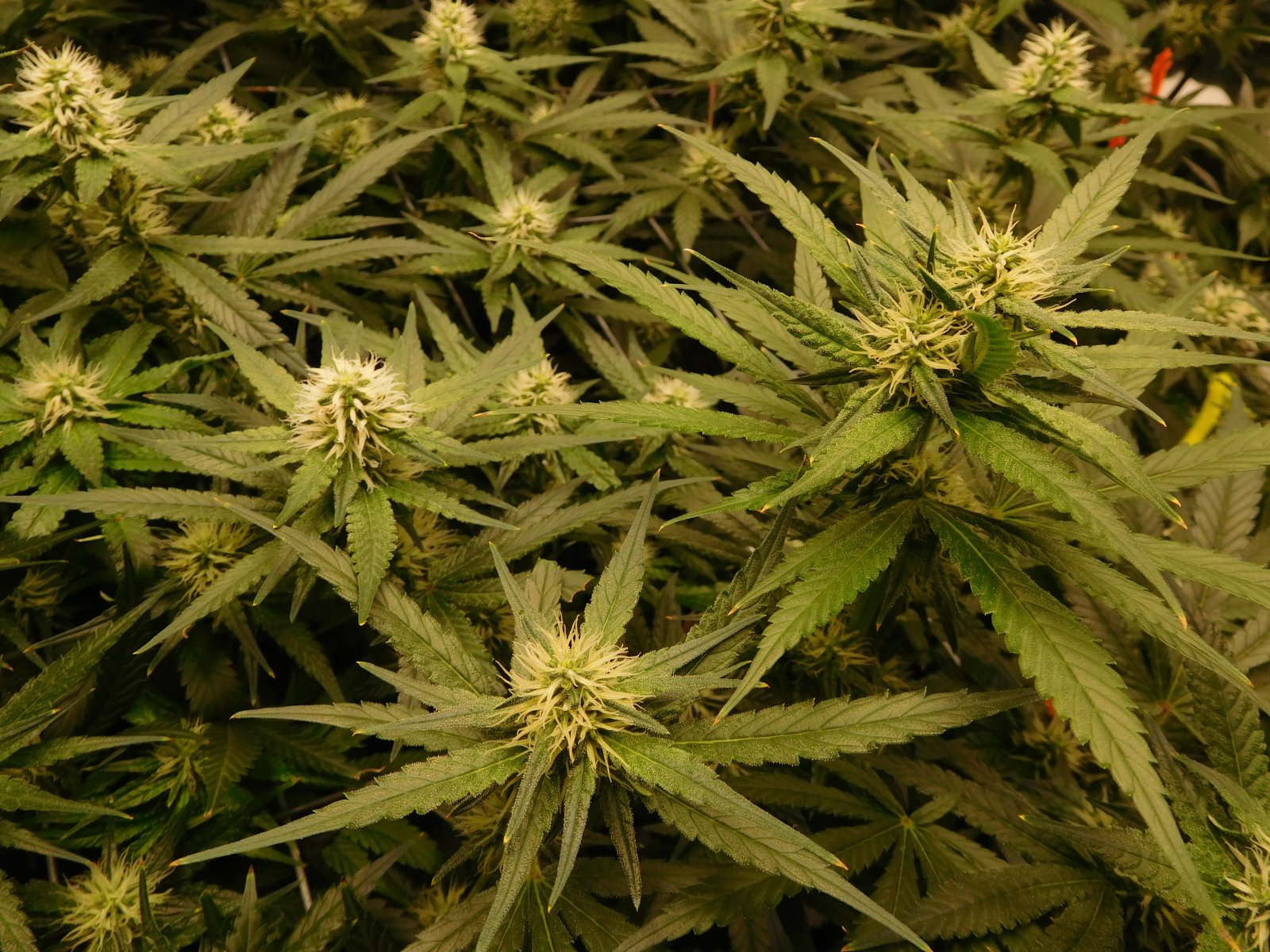 AG Day 26 Flower (2).JPG