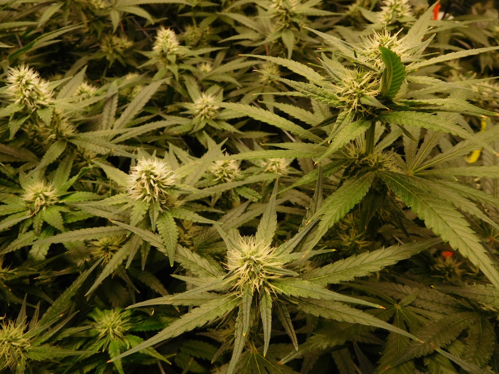 AG Day 27 Flower (2).JPG