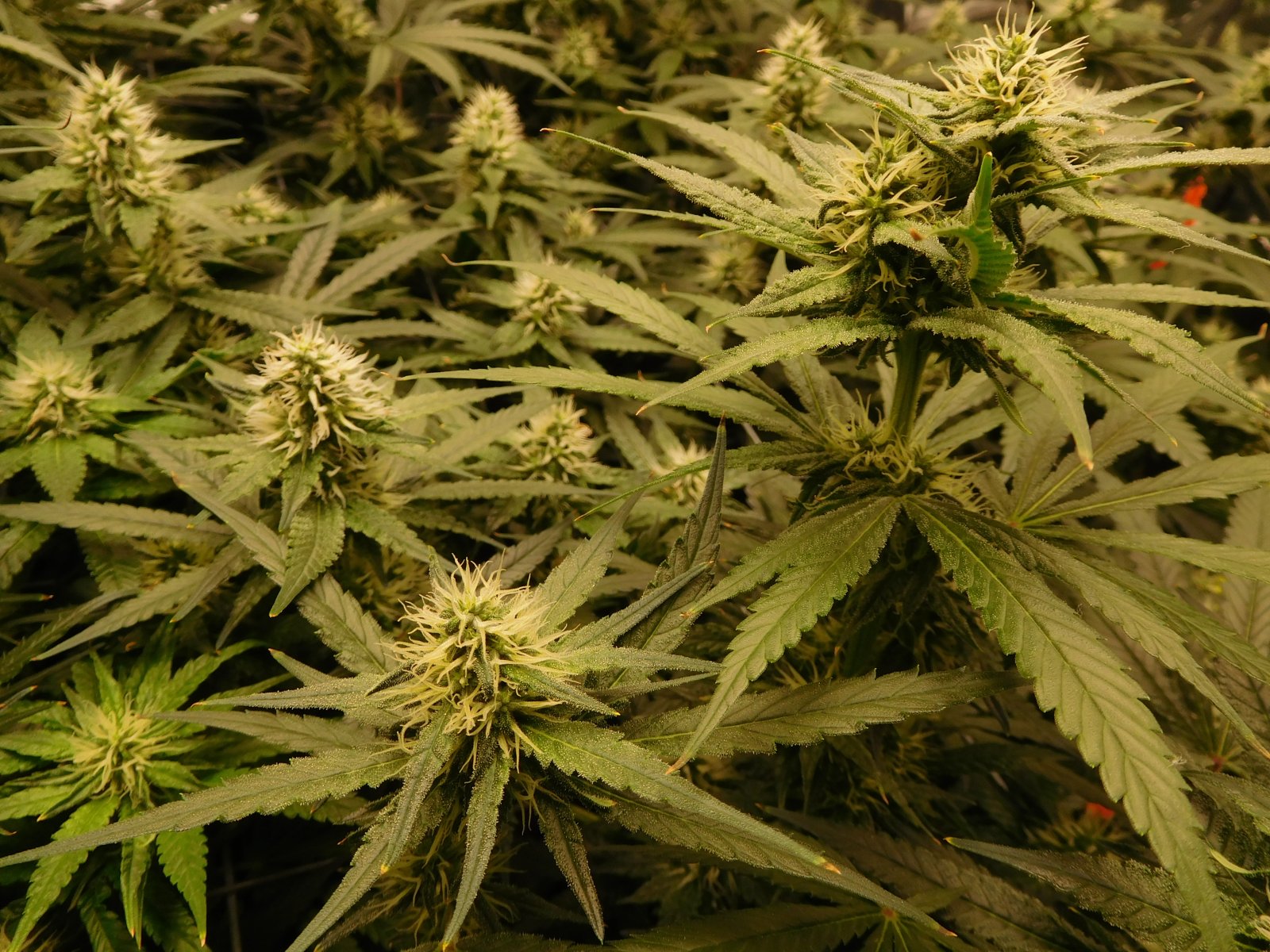 AG Day 29 Flower (6).JPG