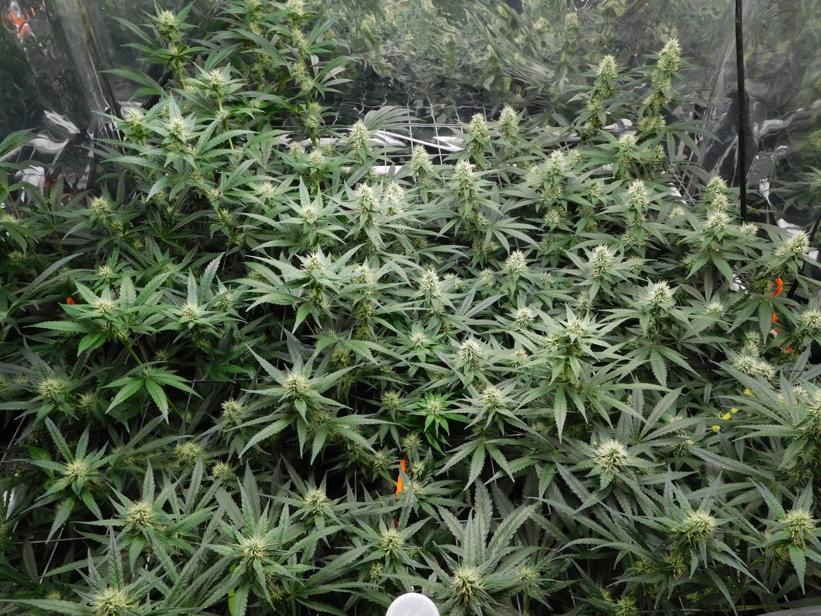 AG Day 29 Flower (7).JPG