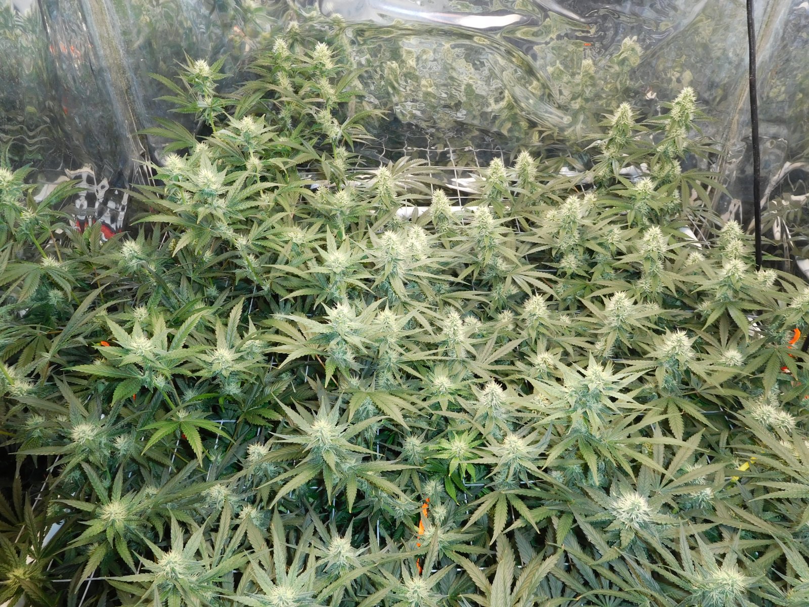 AG Day 31 Flower (3).JPG