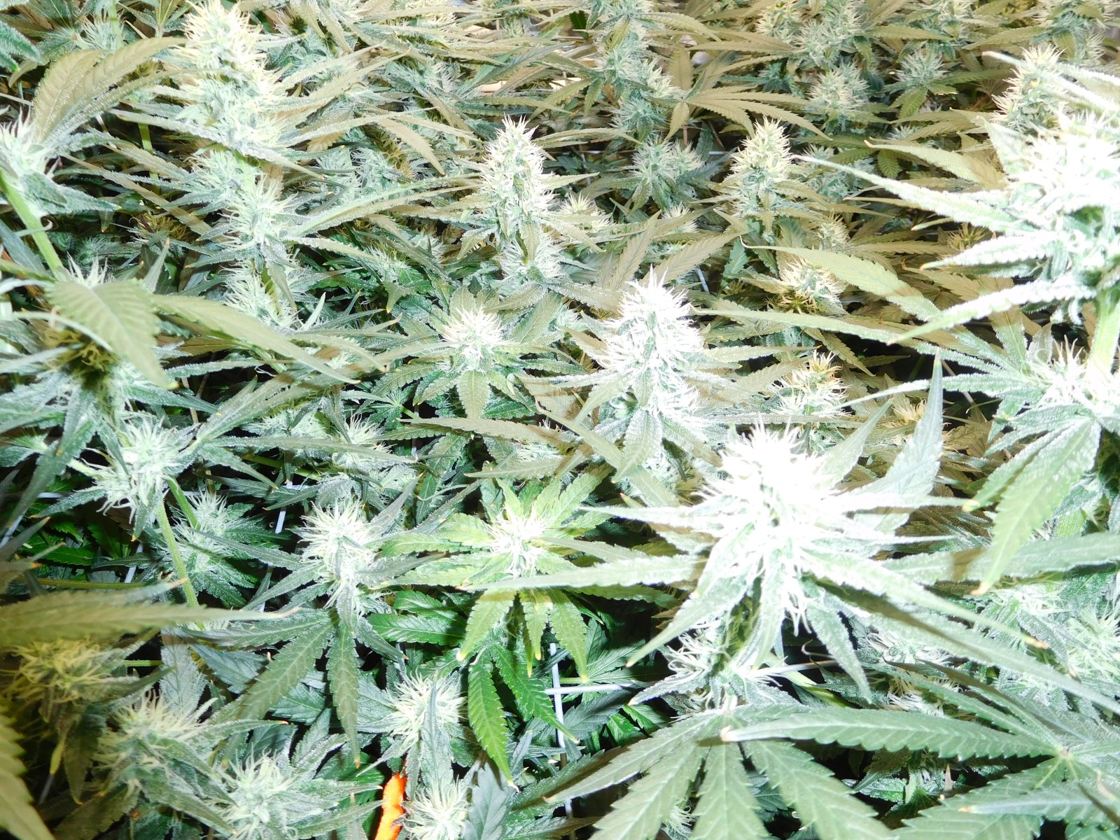 AG Day 31 Flower (4).JPG