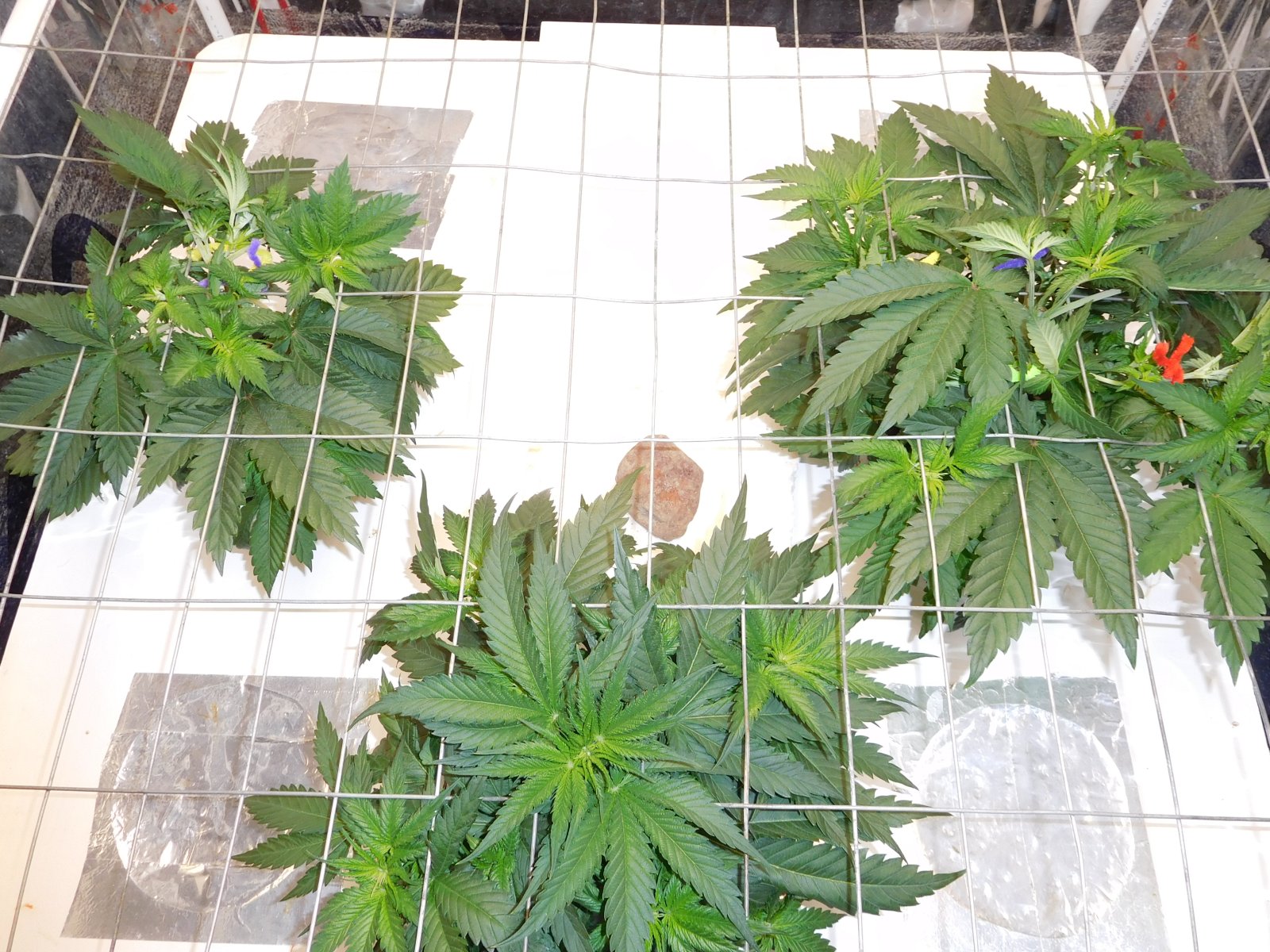 AG Day 31 veg (2).JPG