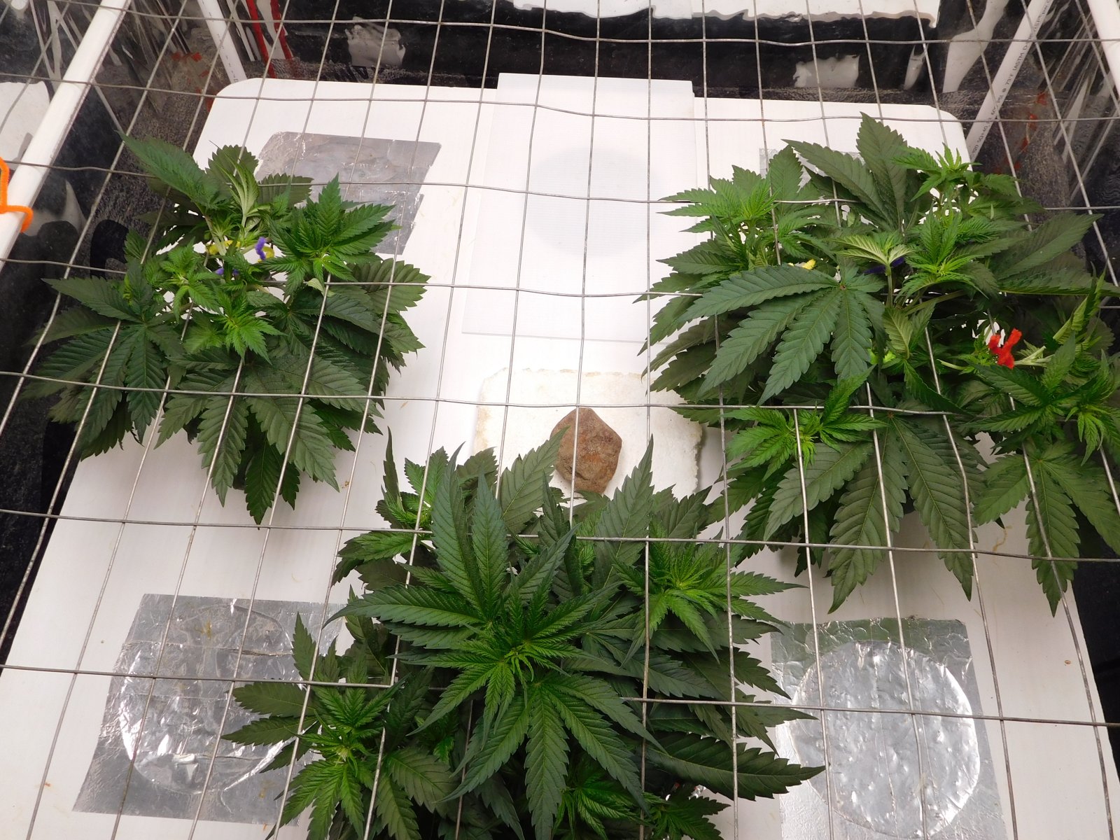 AG Day 31 veg (4).JPG