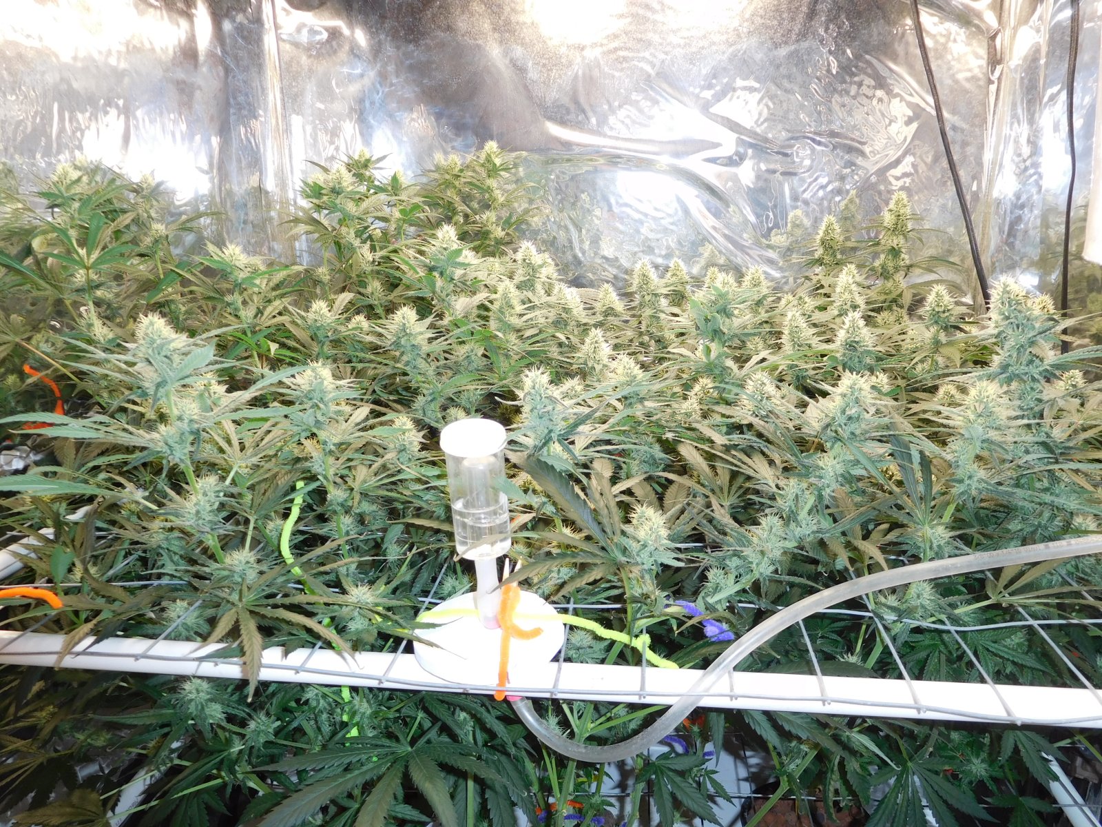 AG Day 32 Flower (2).JPG