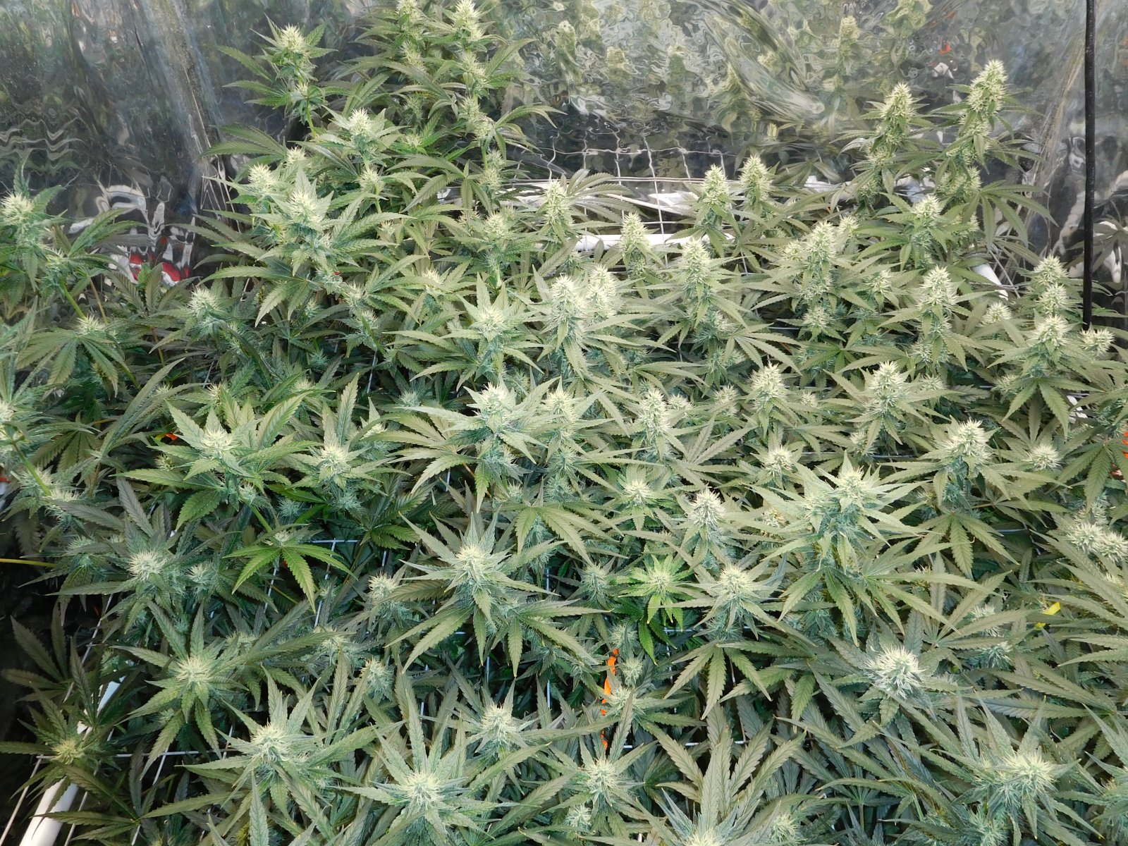 AG Day 32 Flower (3).JPG