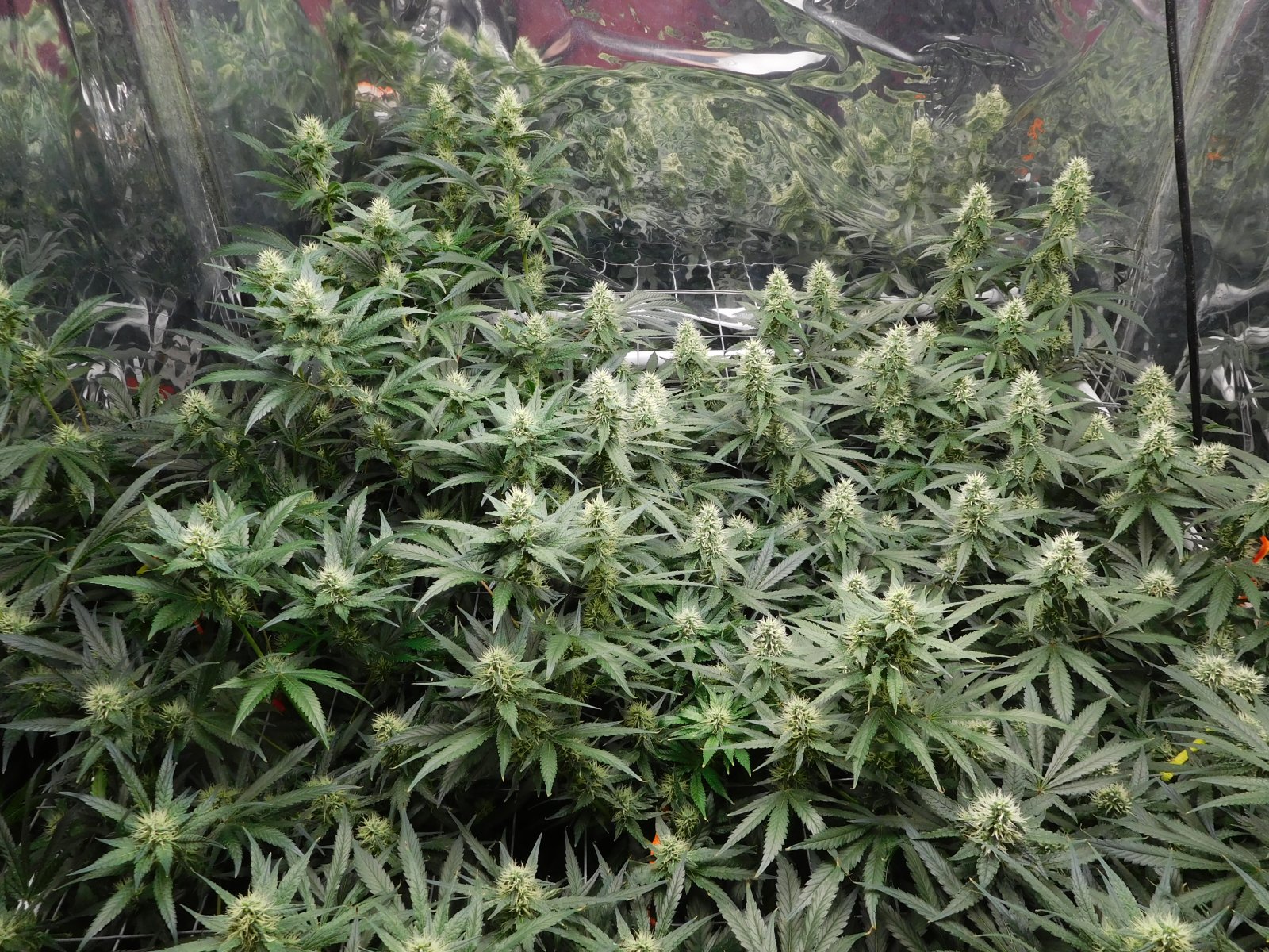 AG Day 33 Flower (4).JPG